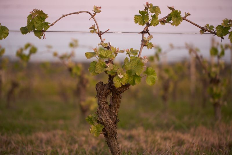 Viña de tannat al atardecer